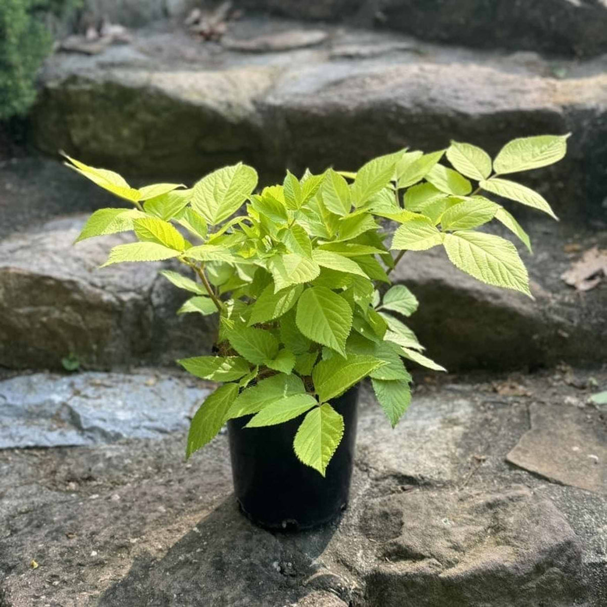 Almanac Planting Co: Aralia (Aralia cordata 'Sun King') in a black pot, placed on a stone step in a shaded garden. The bright golden-green foliage of this shade-loving perennial adds a vibrant touch to any landscape, perfect for creating contrast in shaded garden areas.