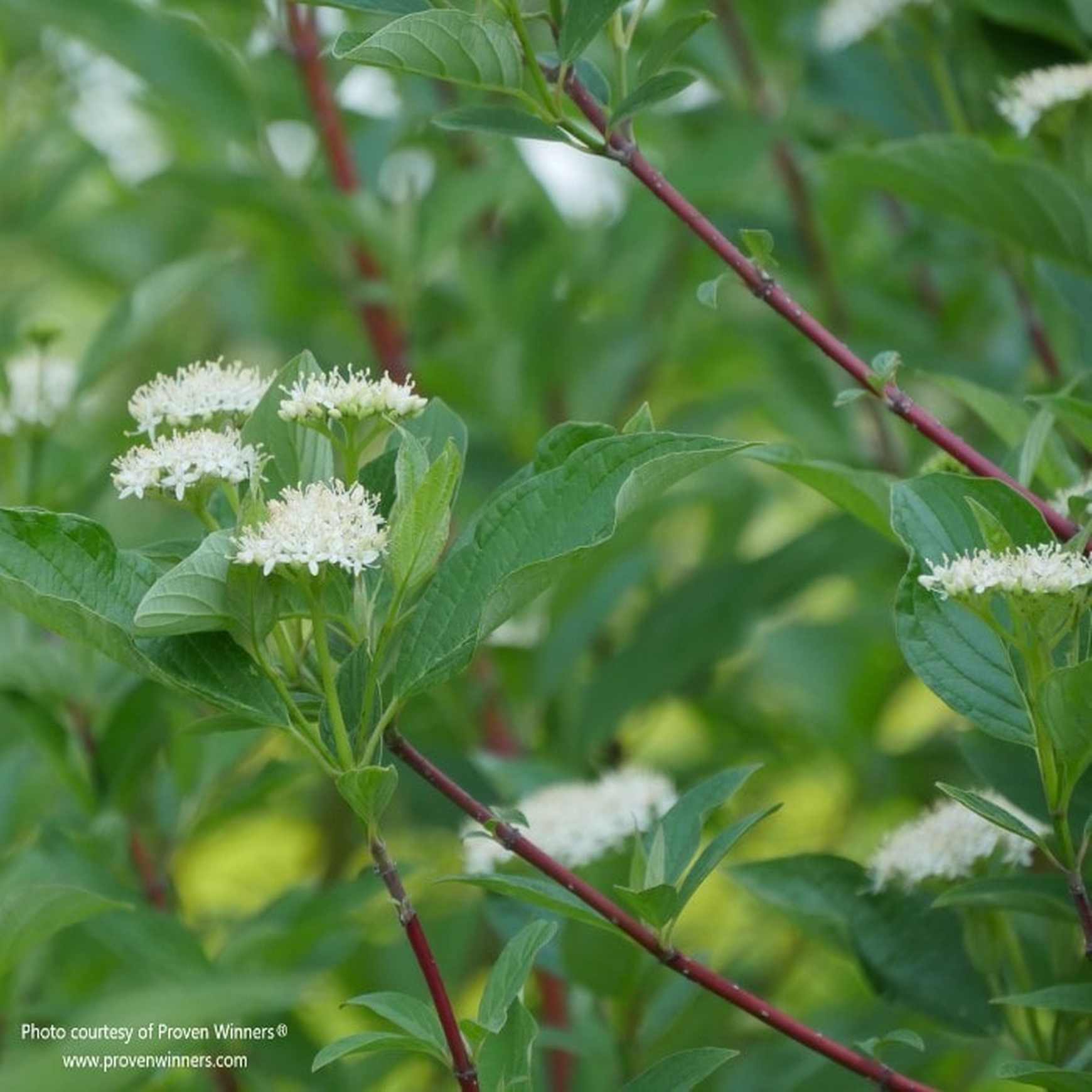 Arctic Fire Red Red-Twig Dogwood (Cornus)