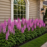 Astilbe 'Superba'