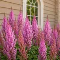 Astilbe 'Superba'