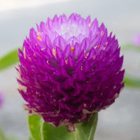 Almanac Planting Co: Close-up of Globe Amaranth ‘Atomic Purple’ flower showing vivid magenta-purple bracts and textured spherical bloom