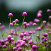 Almanac Planting Co: Globe Amaranth ‘Atomic Purple’ plants blooming in full sun garden with vibrant purple globe-shaped flowers