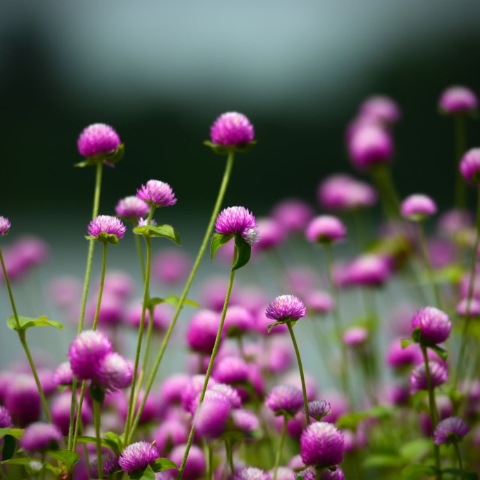 Almanac Planting Co: Globe Amaranth ‘Atomic Purple’ plants blooming in full sun garden with vibrant purple globe-shaped flowers