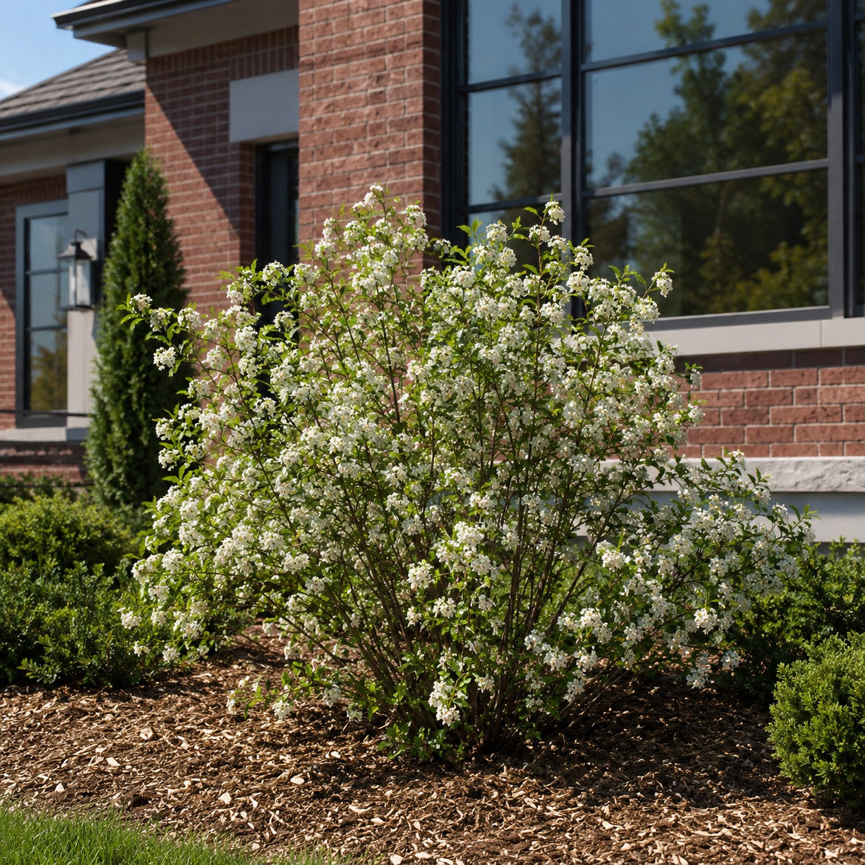 Almanac Planting Co: Autumn Magic Black Chokeberry covered in white spring flowers in a landscaped foundation bed beside a brick home