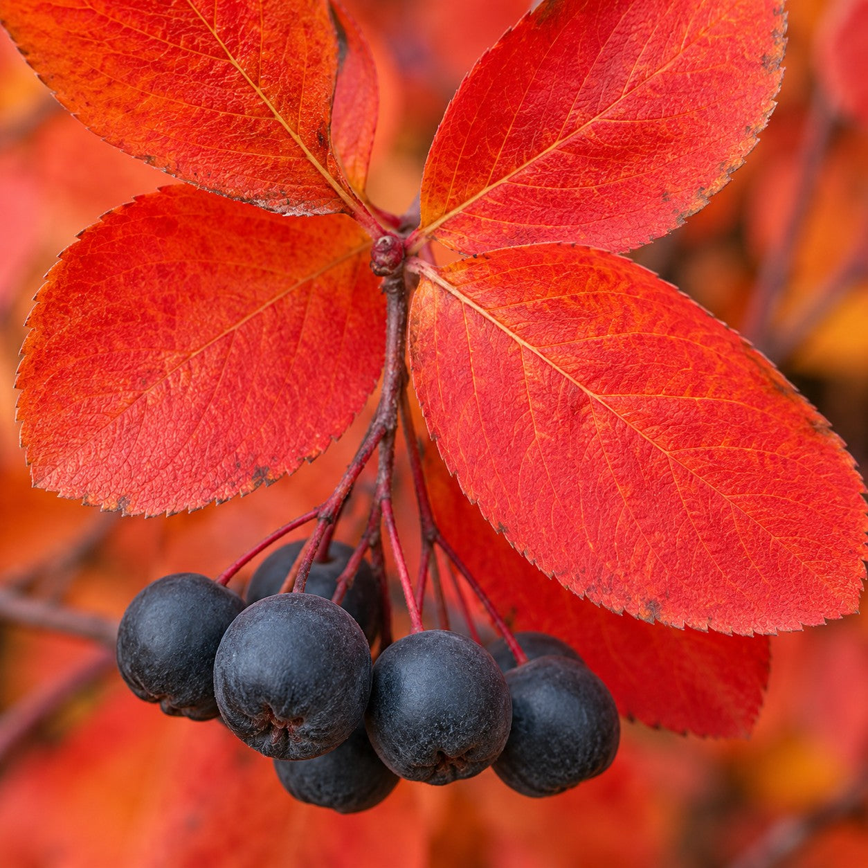 Almanac Planting Co: Close-up of Autumn Magic Black Chokeberry showing dark purple-black berries beneath vivid red-orange fall leaves