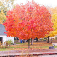 Almanac Planting Co: Autumn Blaze Maple displaying vibrant orange-red autumn foliage