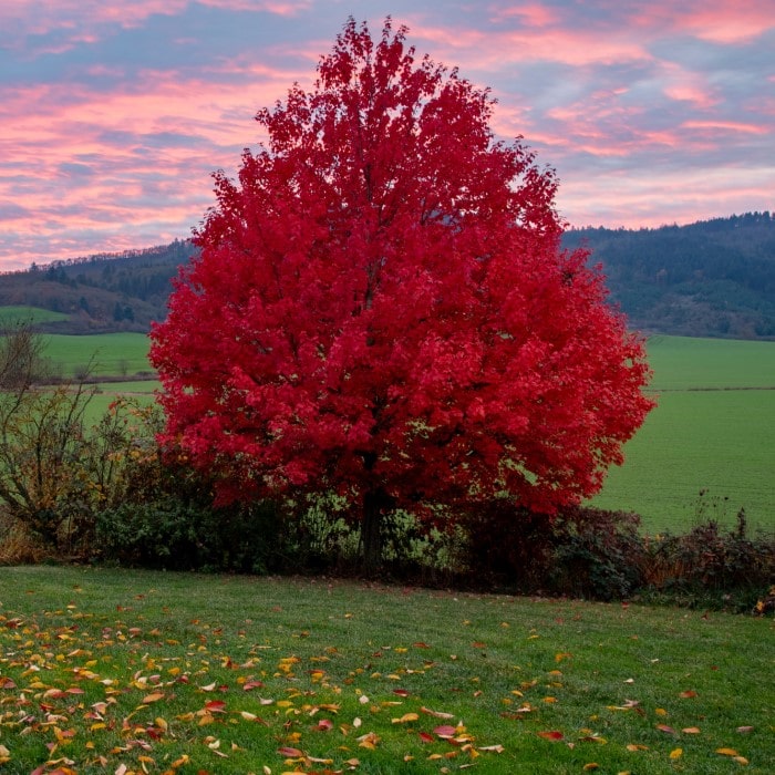 Almanac Planting Co: Autumn Blaze Maple tree in full scarlet-red fall color in open landscape