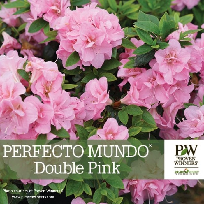 Almanac Planting Co: Proven Winners Perfecto Mundo Doble Pink Reblooming Azalea The Proven Winners logo and the plant name are on the photo.