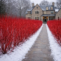 Bailey Red Twig Dogwood