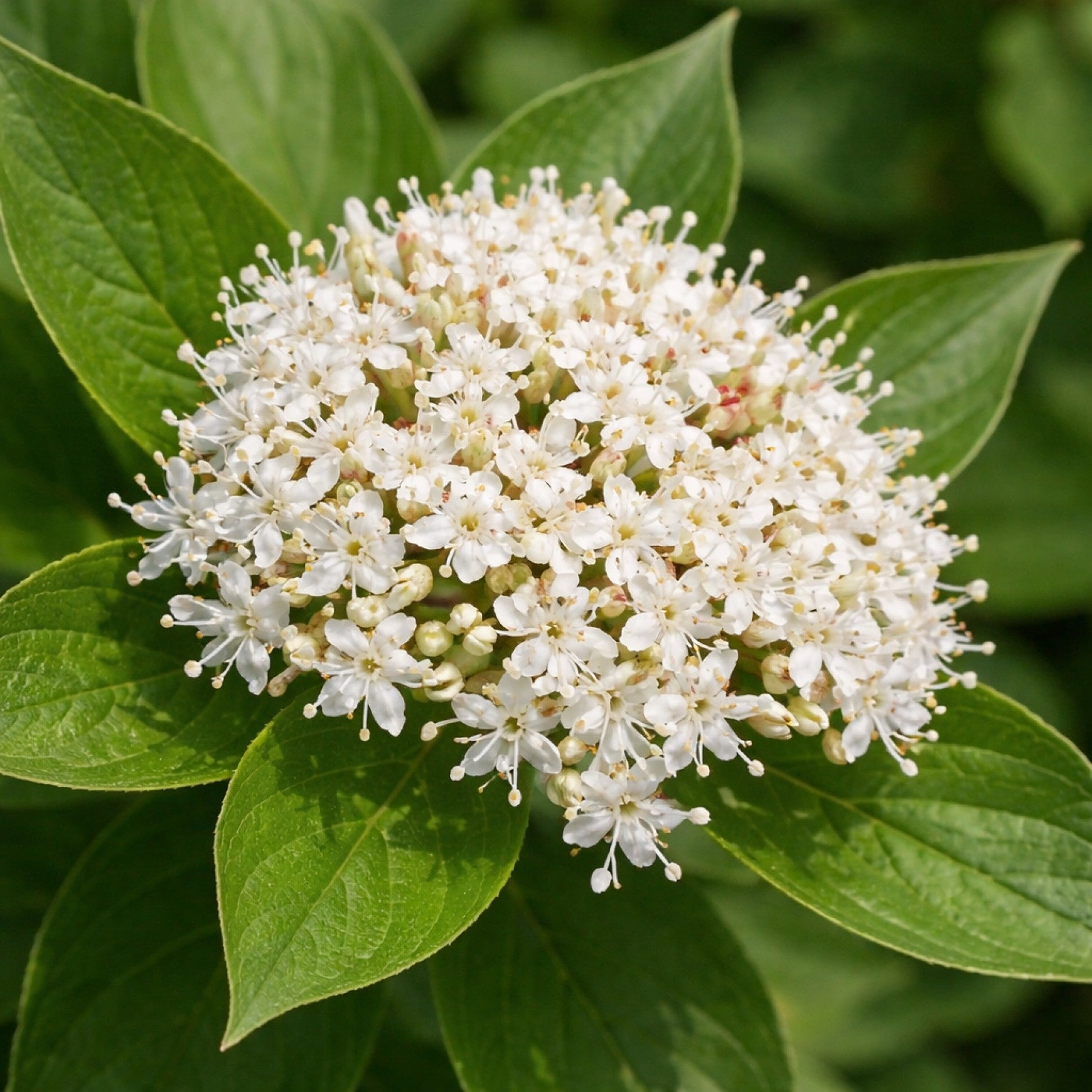 Bailey Red Twig Dogwood