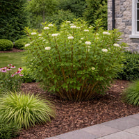 Bailey Red Twig Dogwood