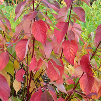 Bailey Red Twig Dogwood