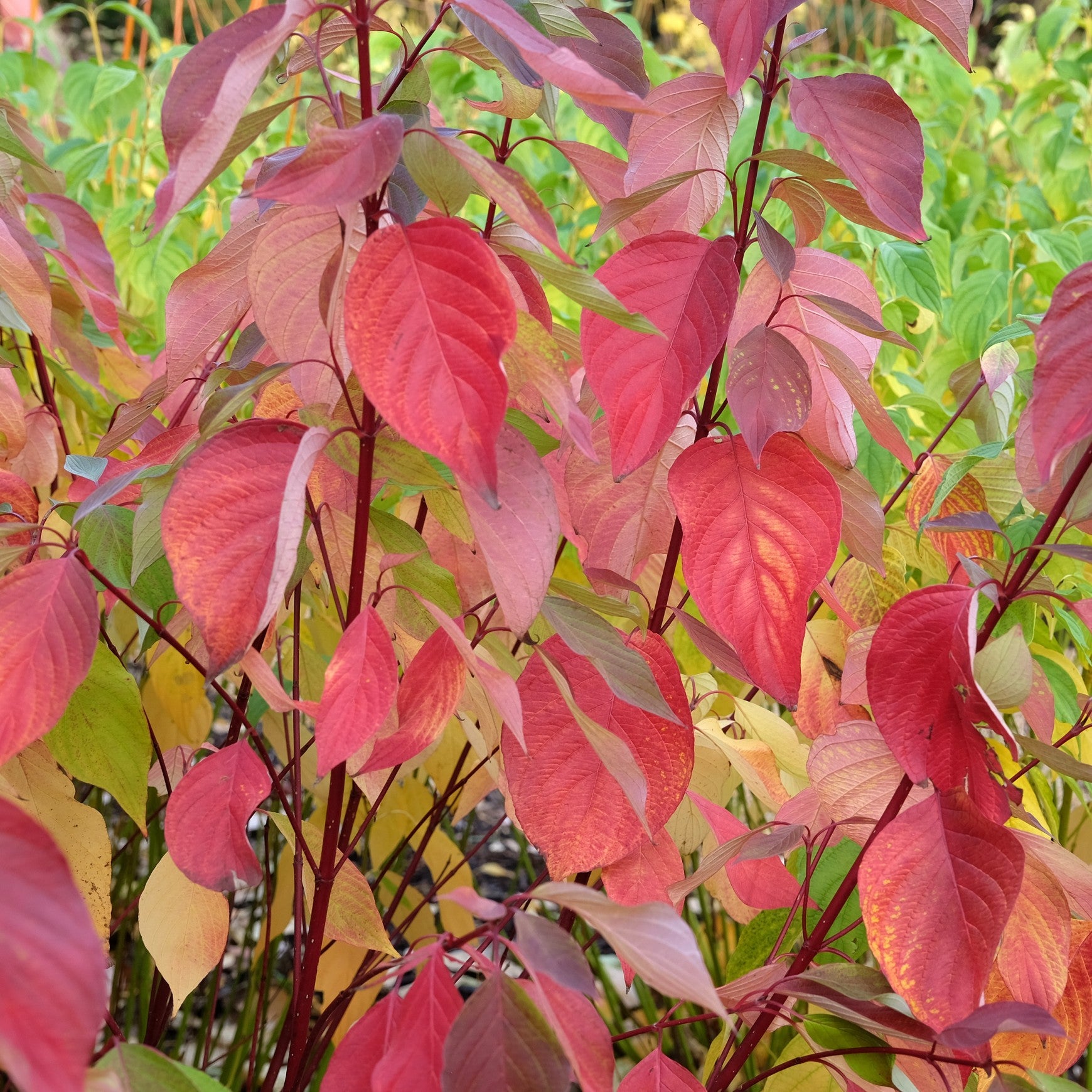 Bailey Red Twig Dogwood