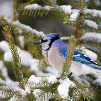 Balsam Fir