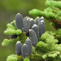 Balsam Fir