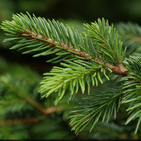 Balsam Fir