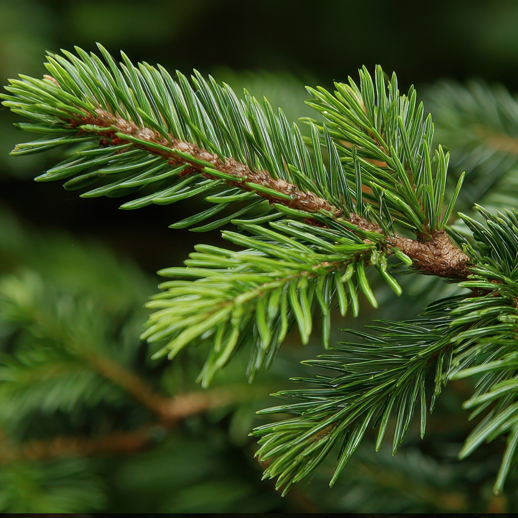 Balsam Fir