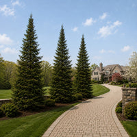 Balsam Fir