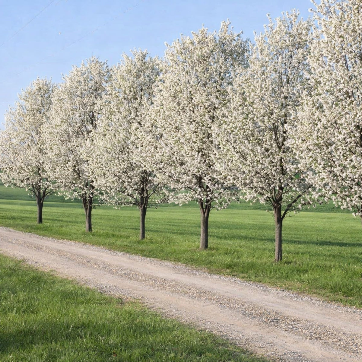 Almanac Planting Co: Bartlett pear trees covered in white spring blossoms growing in an orchard row