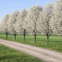 Almanac Planting Co: Bartlett pear trees covered in white spring blossoms growing in an orchard row