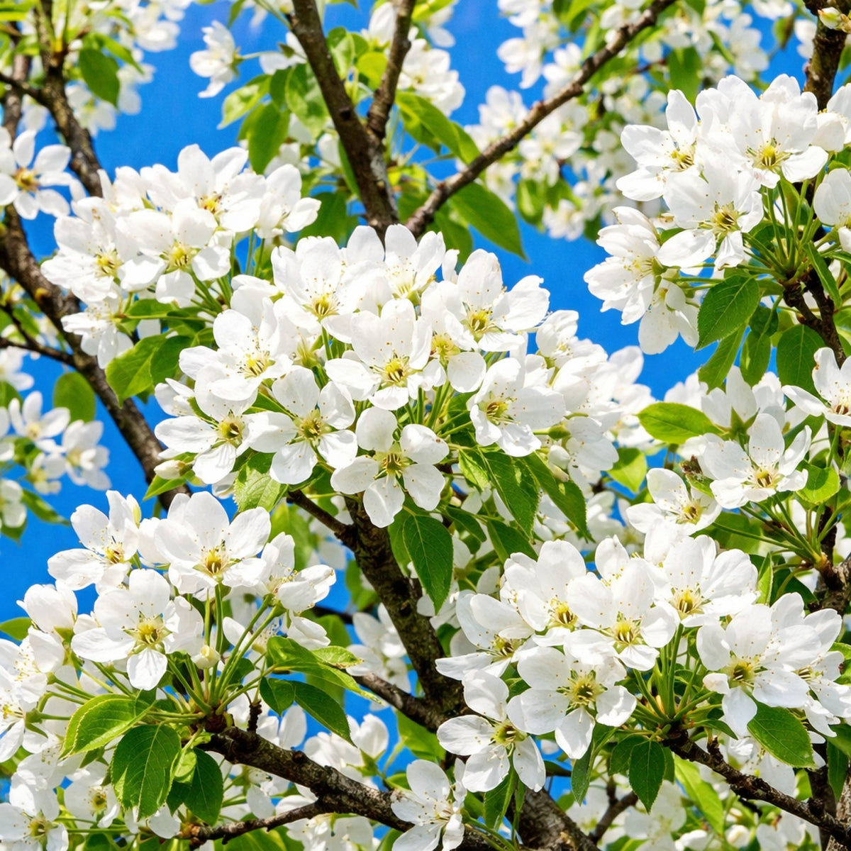 Almanac Planting Co: Close-up of white spring blossoms on a Bartlett pear tree branch