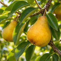 Almanac Planting Co: Ripe yellow Bartlett pears hanging from a branch with green leaves