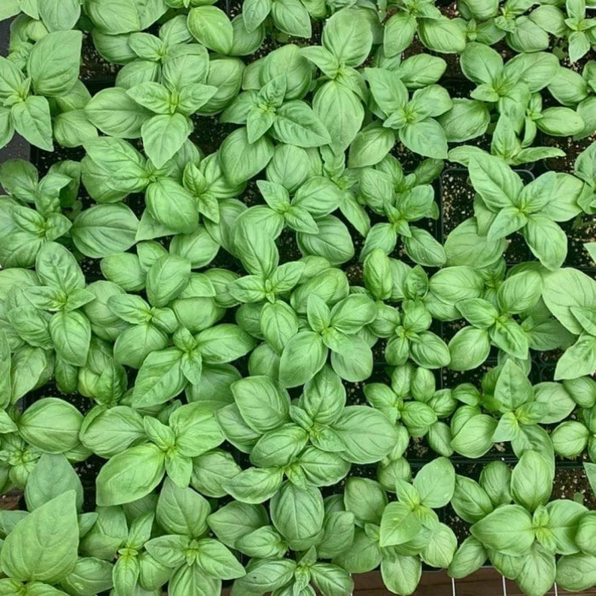 Almanac Planting Co: Basil ‘Italian Large Leaf’ seedlings showing dense, aromatic green leaves for culinary use