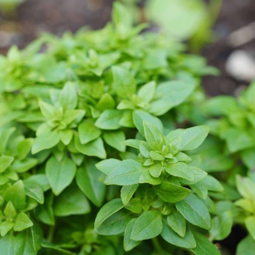Basil ‘Spicy Globe’ | Compact, Flavorful Mini Basil – Almanac Planting Co