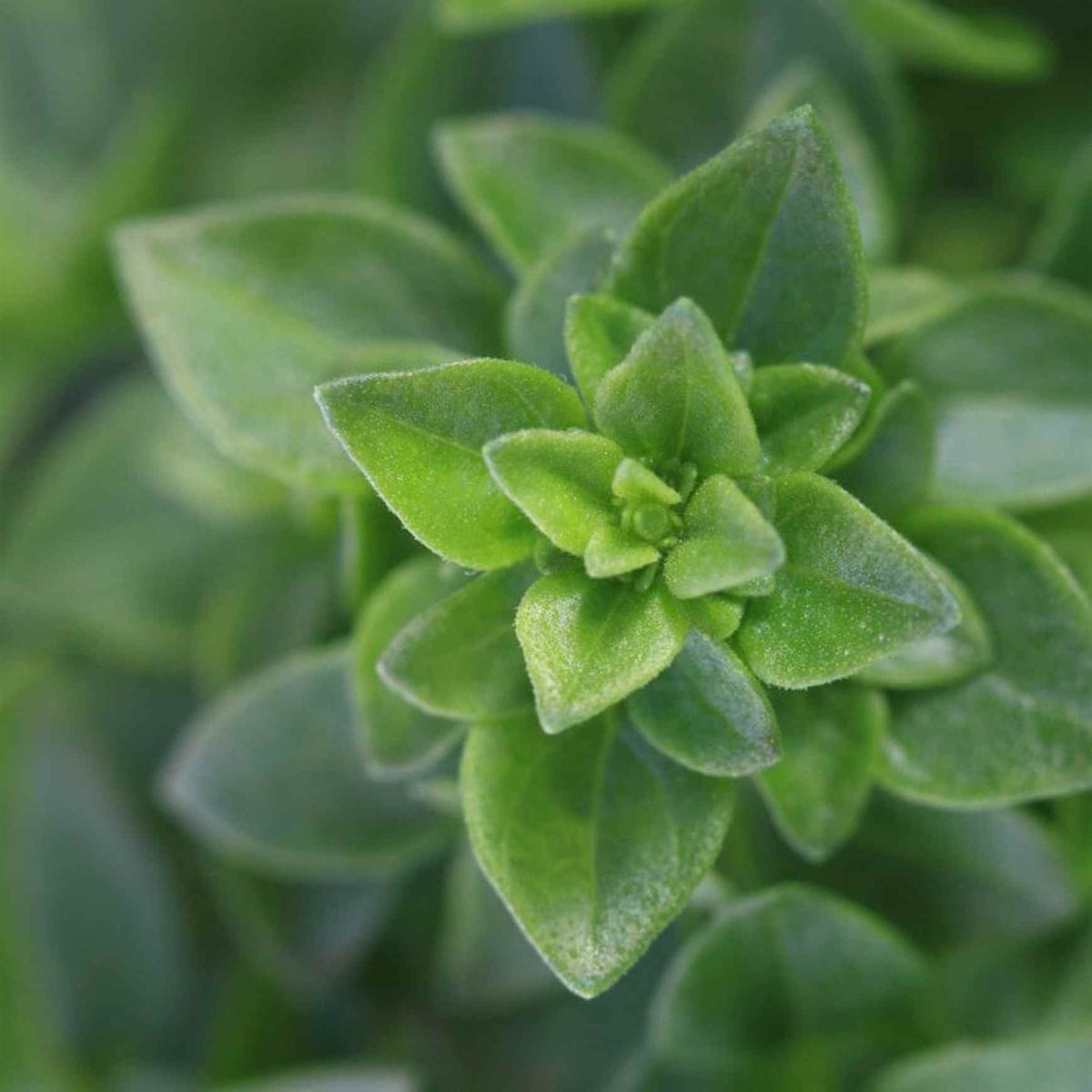 Almanac Planting Co: Close-up of Basil ‘Spicy Globe’ showing small, bright green flavorful leaves
