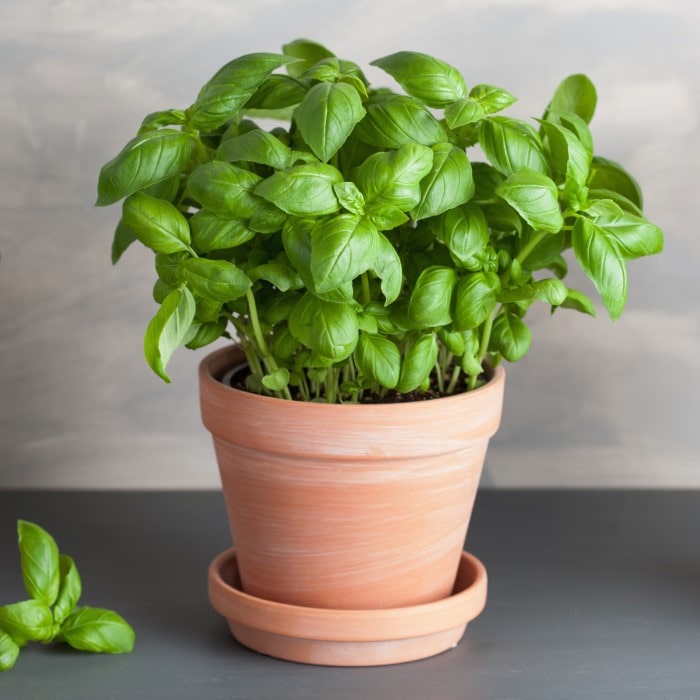 Almanac Planting Co: Basil ‘Italian Large Leaf’ plant in terracotta pot with lush green leaves