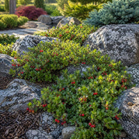 Massachusetts Bearberry