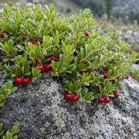Massachusetts Bearberry