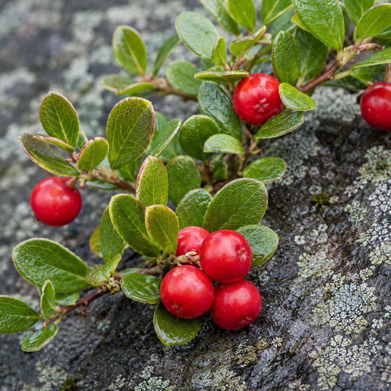 Massachusetts Bearberry