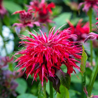 Almanac Planting Co: Bee Balm 'Gardenview Scarlet' in full bloom with bright scarlet-red flower clusters and green aromatic foliage