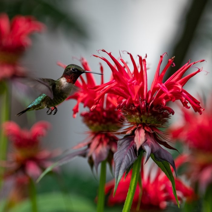 Almanac Planting Co: Monarda 'Gardenview Scarlet' close-up showing scarlet tubular flowers attracting hummingbirds and butterflies