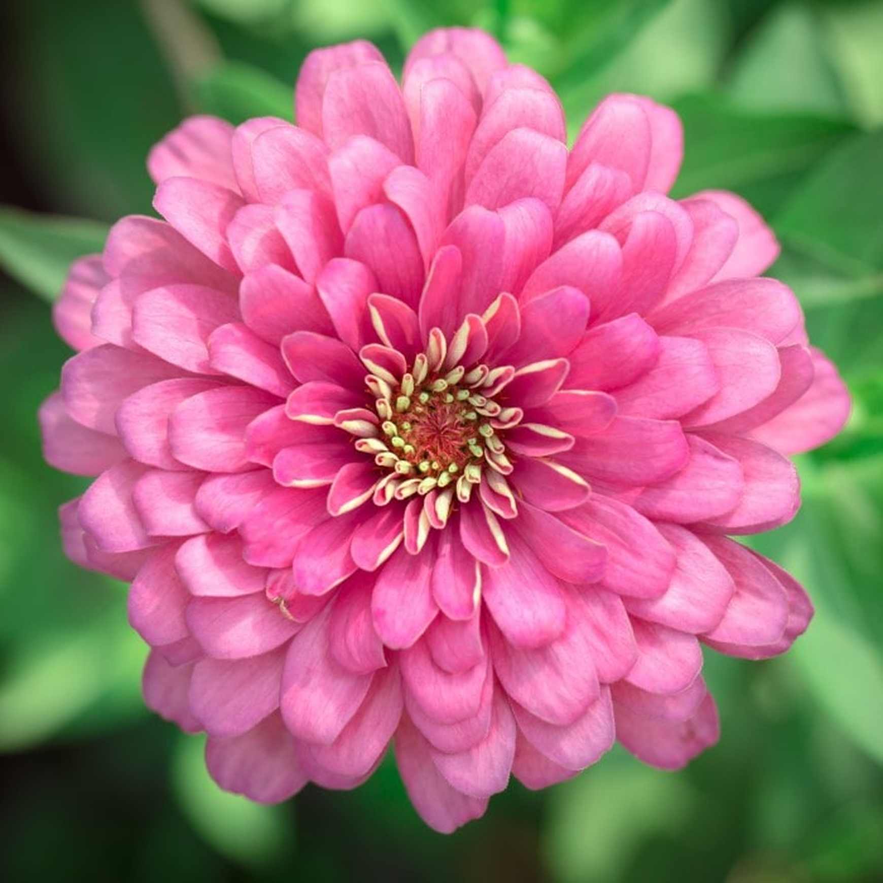 Almanac Planting Co: Unique floral structure of a Bright Pink Benary's Giant Zinnia (Zinnia elegans) displaying intricate details of tiny yellow and pink florets at the center, ideal for attracting pollinators and beautifying garden spaces.