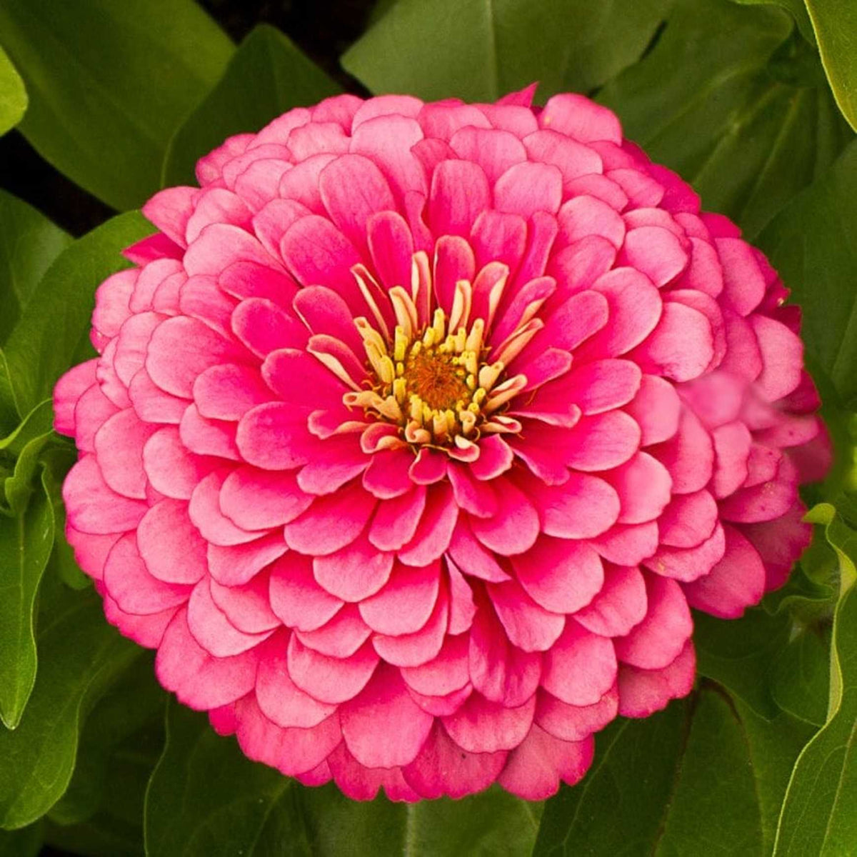 Almanac Planting Co: Benary's Giant Zinnia 'Carmine Rose' (Zinnia elegans (AKA Zinnia violacea)). A close up top view looking down of a huge, whitish pink bloom with a yellow center!