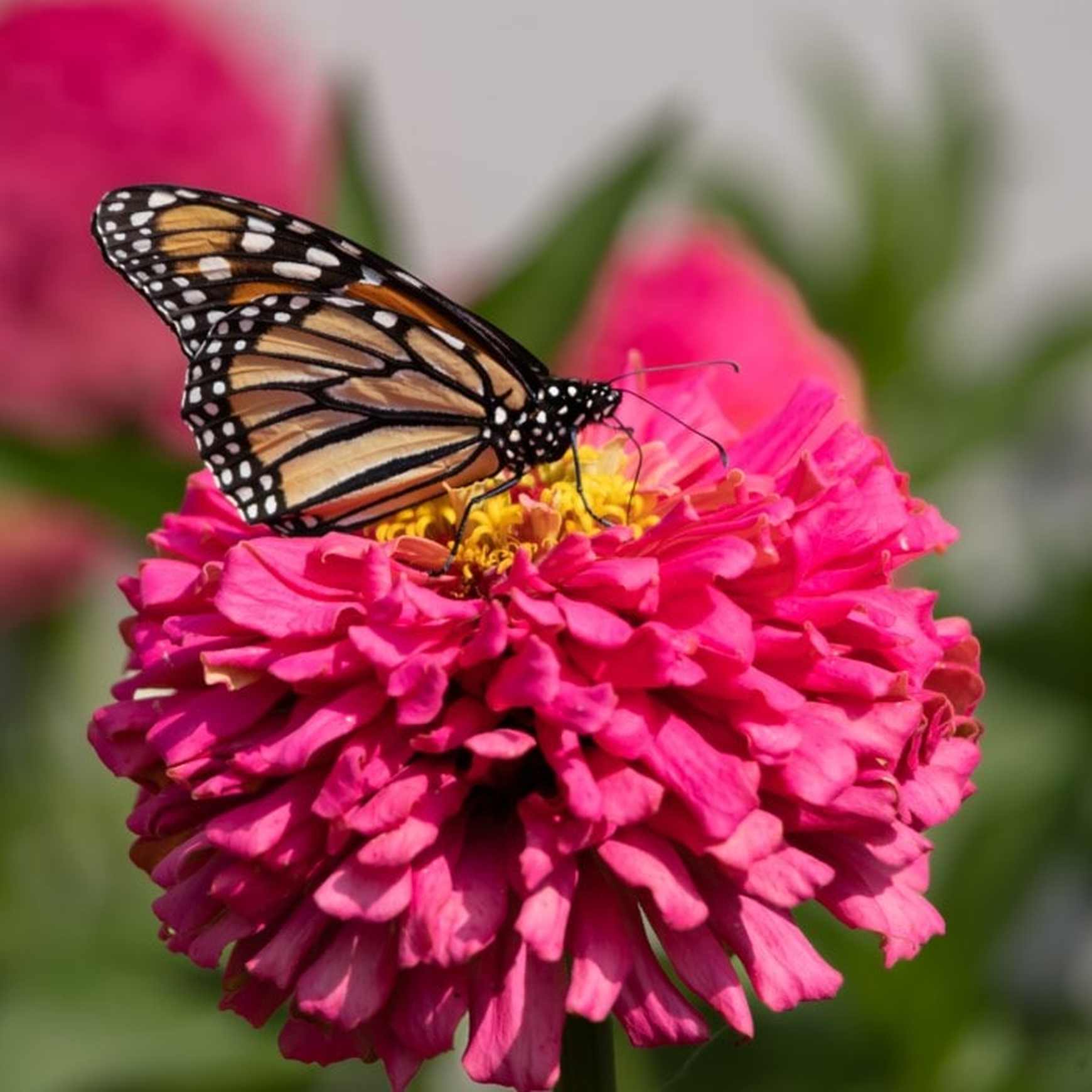 Almanac Planting Co: Benary's Giant Zinnia 'Carmine Rose' (Zinnia elegans (AKA Zinnia violacea)). A side view of a monarch butterfly perched atop a massive magenta flower with a yellow center!