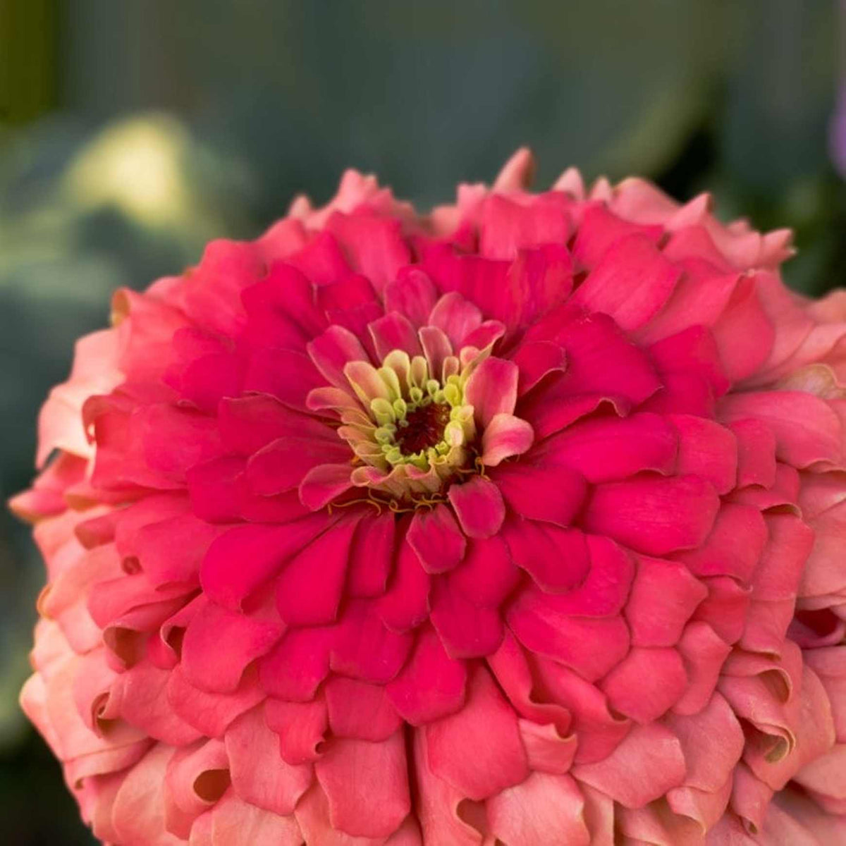 Almanac Planting Co: Benary's Giant Zinnia 'Coral' (Zinnia elegans (AKA Zinnia violacea)). A close, top side view.