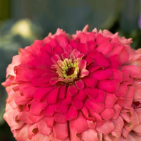 Almanac Planting Co: Benary's Giant Zinnia 'Coral' (Zinnia elegans (AKA Zinnia violacea)). A close, top side view.
