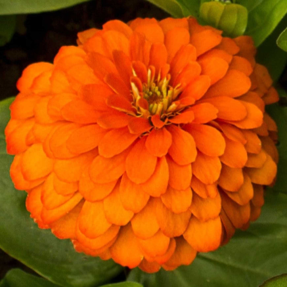 Almanac Planting Co Benary's Giant Zinnia 'Orange' (Zinnia elegans (AKA Zinnia violacea)). Pumpkin orange double blooms with yellow centers as viewed from the top!