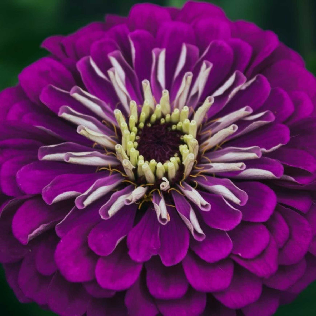 Almanac Planting Co: Benary's Giant Zinnia 'Purple' (Zinnia elegans (AKA Zinnia violacea)). Wine violet double blooms with yellow centers!