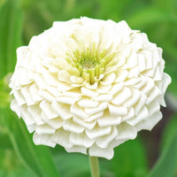 Almanac Planting Co: Pristine Benary Giant White Zinnia (Zinnia elegans) in full bloom, showcasing its perfect circular form and dense petal arrangement, a popular choice for summer bouquets and floral arrangements.