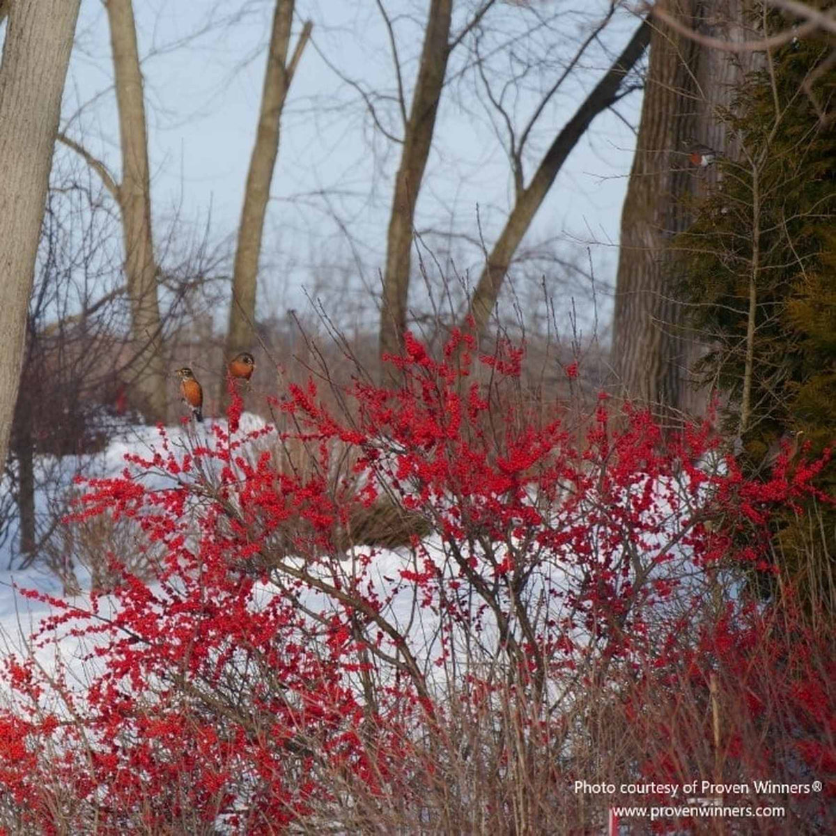 Almanac Planting Co: A winter wonderland scene featuring Berry Poppins (Ilex verticillata 'Berry Poppins') with its radiant red berries standing out against the snowy background, demonstrating the shrub's ability to bring vibrant color to gardens during the colder months and attract wildlife.