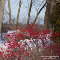Almanac Planting Co: A winter wonderland scene featuring Berry Poppins (Ilex verticillata 'Berry Poppins') with its radiant red berries standing out against the snowy background, demonstrating the shrub's ability to bring vibrant color to gardens during the colder months and attract wildlife.