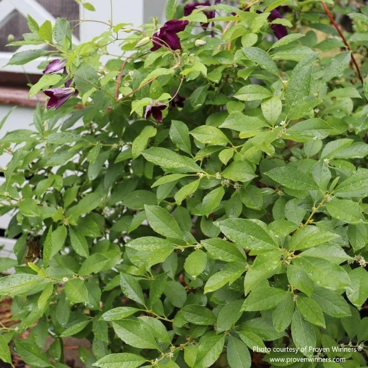 Almanac Planting Co: The lush foliage of Berry Poppins (Ilex verticillata 'Berry Poppins') interspersed with dark purple blooms, highlighting the plant's versatility in adding depth and color to garden spaces and its role in creating diverse planting schemes.