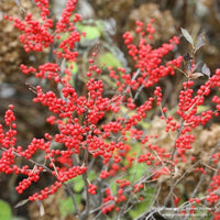 Almanac Planting Co: A vibrant display of Berry Poppins (Ilex verticillata 'Berry Poppins') showcasing the plant's bright red berries that offer a striking contrast to the winter landscape, ideal for seasonal garden interest and ornamental use.