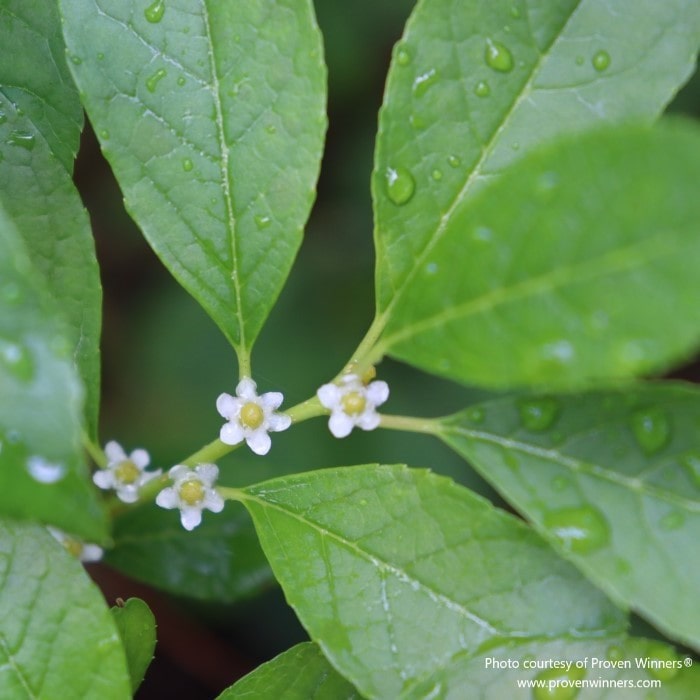 Almanac Planting Co: Close-up of the tiny, star-shaped white flowers of Berry Poppins (Ilex verticillata 'Berry Poppins') with fresh raindrops, emphasizing the plant's delicate beauty and its value in adding texture and detail to garden designs.