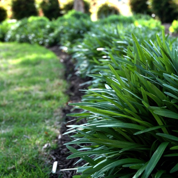 Almanac Planting Co: Lush border of Big Blue Liriope (Liriope muscari), known for its hardy nature and grass-like appearance, ideal for creating low maintenance and visually appealing garden outlines.