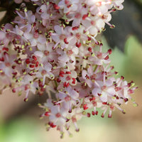 Black Tower Elderberry